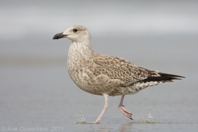 Zilvermeeuw - European Herring Gull - Larus argentatus