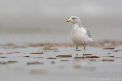 Zilvermeeuw - European Herring Gull - Larus argentatus