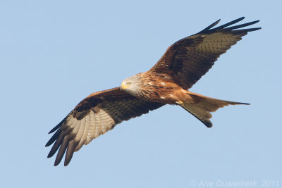 Red Kite - Rode Wouw - Milvus milvus