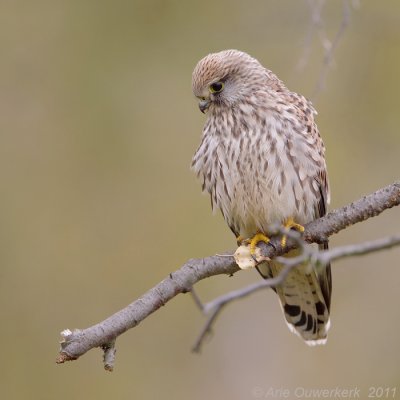 Common Kestrel - Torenvalk - Falco tinnunculus