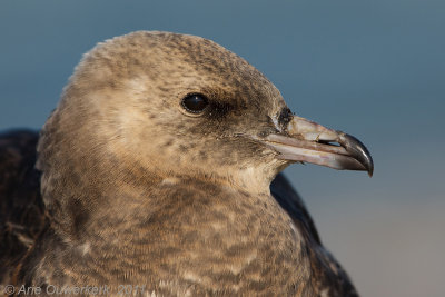 Pomarine Skua - Middelste Jager - Stercorarius pomerinus