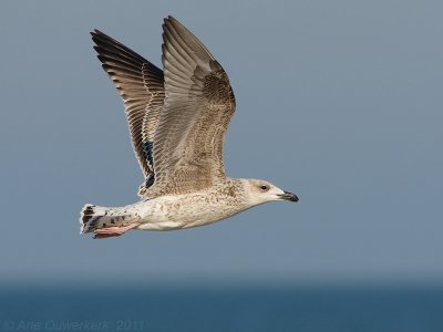 Great Black-backed Gull - Grote Mantelmeeuw - Larus marinus