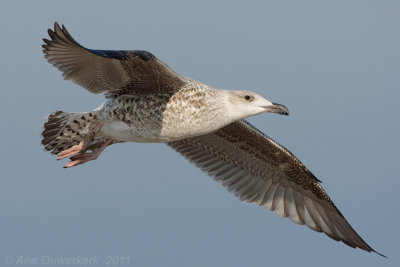 Great Black-backed Gull - Grote Mantelmeeuw - Larus marinus