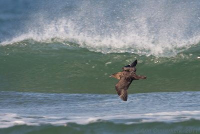 Great Skua - Grote Jager - Stercorarius skua