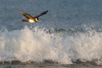 Pomarine Skua - Middelste Jager - Stercorarius pomerinus