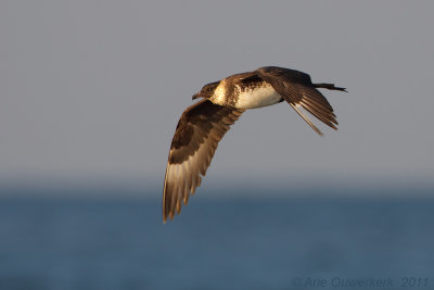 Pomarine Skua - Middelste Jager - Stercorarius pomerinus