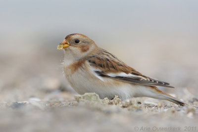 Snow Bunting - Sneeuwgors - Plectrophenax nivalis