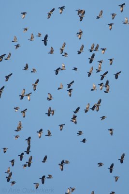 Western Jackdaw - Kauw - Corvus monedula