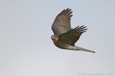 Eurasian Sparrowhawk - Sperwer - Accipiter nisus