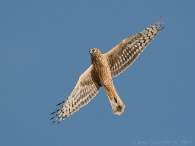 Hen Harrier - Blauwe Kiekendief - Circus cyaneus