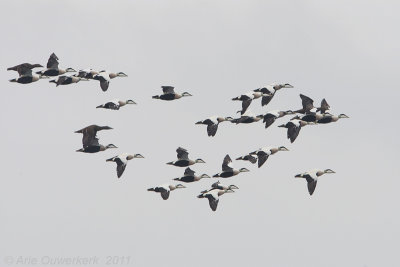 Common Eider - Eider - Somateria mollissima