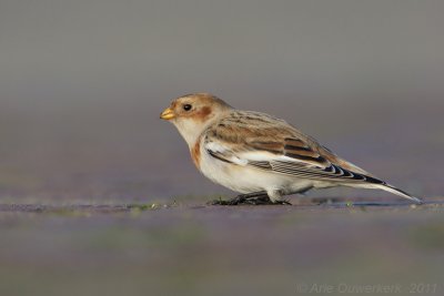 Snow Bunting - Sneeuwgors - Plectrophenax nivalis