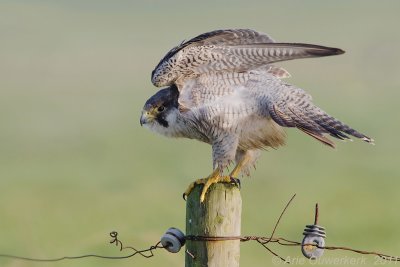 Peregrine Falcon - Slechtvalk - Falco peregrinus