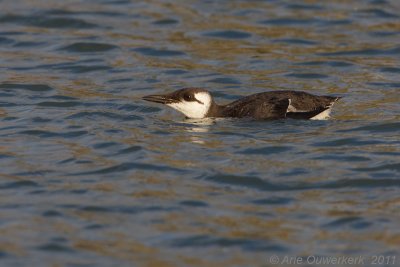 Common Murre (Guillemot) - Zeekoet - Uria aalge