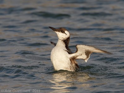 Common Guillemot (Murre) - Zeekoet - Uria aalge