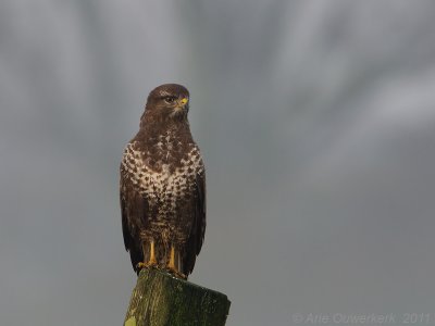 Common Buzzard - Buizerd - Buteo buteo