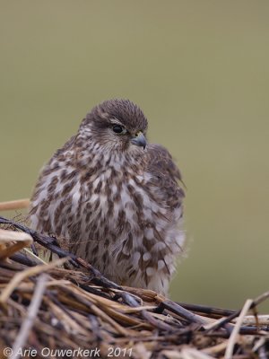 Merlin - Smelleken - Falco columbarius