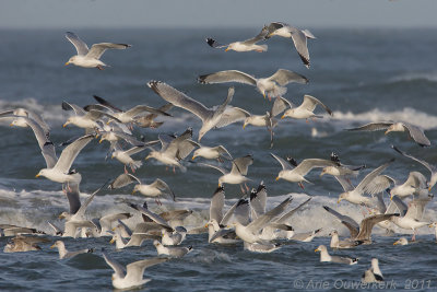 Zilvermeeuw - European Herring Gull - Larus argentatus