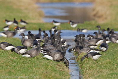 Brent Goose - Rotgans - Branta bernicla