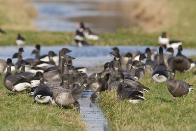 Brent Goose - Rotgans - Branta bernicla