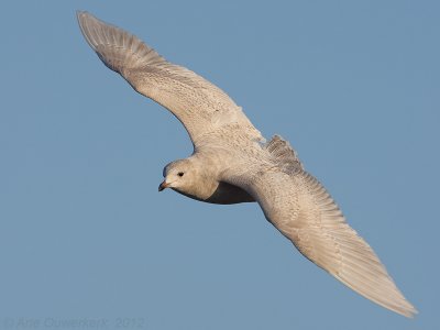 Iceland Gull - Kleine Burgemeester - Larus glaucoides