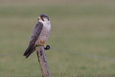 Peregrine Falcon - Slechtvalk - Falco peregrinus