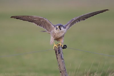 Peregrine Falcon - Slechtvalk - Falco peregrinus