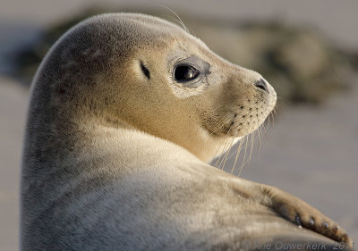 Harbour Seal - Gewone Zeehond - Phoca vitulana