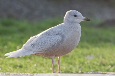 Iceland Gull - Kleine Burgemeester - Larus glaucoides