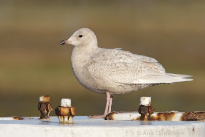 Iceland Gull - Kleine Burgemeester - Larus glaucoides