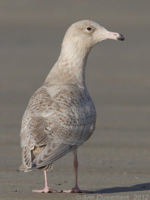 Glaucous Gull - Grote Burgemeester - Larus hyperboreus