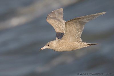 Glaucous Gull - Grote Burgemeester - Larus hyperboreus