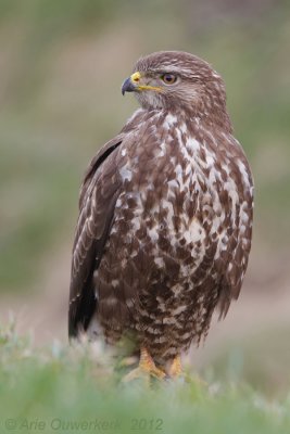 Common Buzzard - Buizerd - Buteo buteo