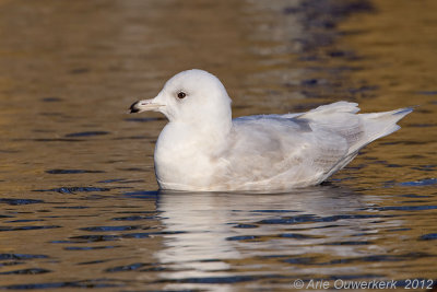 Iceland Gull - Kleine Burgemeester - Larus glaucoides