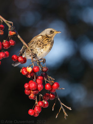 Fieldfare - Kramsvogel - Turdus pilaris