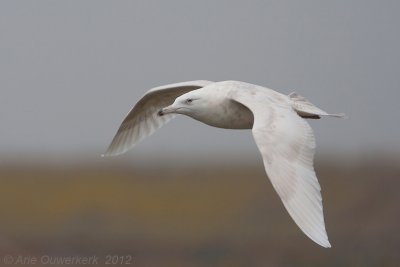 Glaucous Gull - Grote Burgemeester - Larus hyperboreus