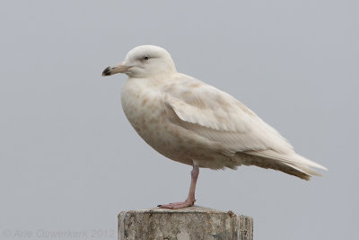 Glaucous Gull - Grote Burgemeester - Larus hyperboreus