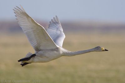 Whooper Swan - Wilde-Zwaan - Cygnus cygnus