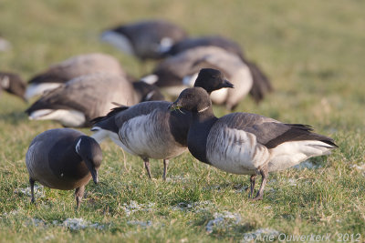 Pale-bellied Brent Goose - Witbuikrotgans - Branta hrota