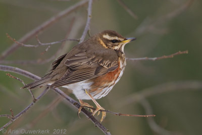 Redwing - Koperwiek - Turdus iliacus