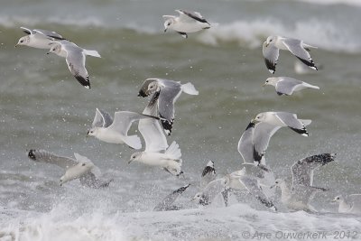 Common Gull - Stormmeeuw - Larus canus