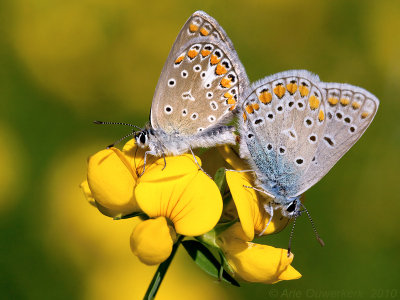 Icarusblauwtje - Common Blue - Polyommatus icarus