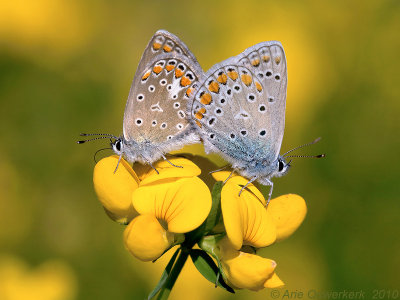 Icarusblauwtje - Common Blue - Polyommatus icarus