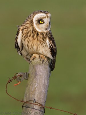 Short-eared Owl - Velduil - Asio flammeus