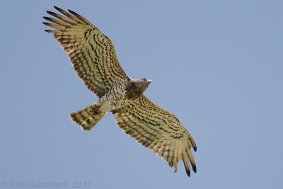 Short-toed Eagle - Slangenarend - Circaetus gallicus