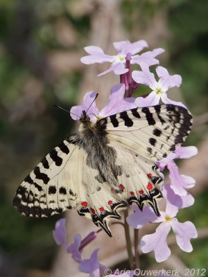 Eastern Festoon - Oostelijke Pijpbloemvlinder - Allancastria cerisyi speciosa