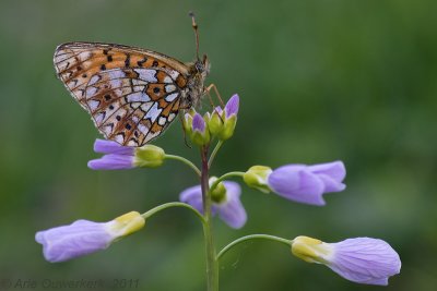 Silver-bordered Fritillary - Zilveren Maan - Boloria selene