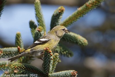 Two-barred Crossbill - Witbandkruisbek - Loxia leucoptera