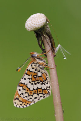 Glanville Fritillary - Veldparelmoervlinder - Melitaea cinxia