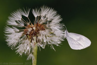 Wood White - Boswitje - Leptidea sinapsis